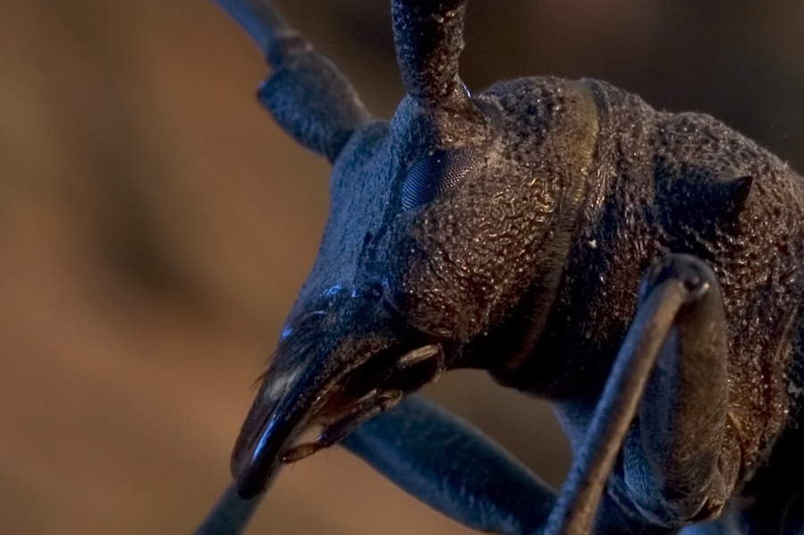 Anjodi - Huge Bug - Closeup